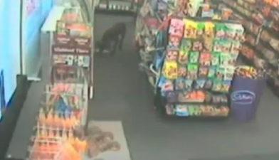 The News Report You Didn’t Expect To See Today: Three-Legged Dog Robs Shop