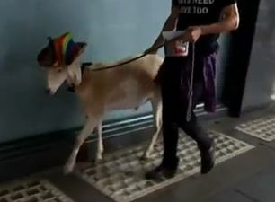 That’s Baa-rmy: Goat Called Gary Has Charges Dropped
