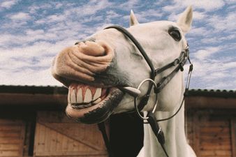 It Was Just a Matter of Time: Fellas Get in Trouble For ‘Horsing Around’ in Tesco