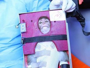 Monkey On A Rocket: You’d Look This Miserable If You’d Been Shot 70 Miles Into Space Too