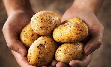 Forget The Shamrock And The Harp, Think Queenies And Roosters For Our Country’s New Emblem