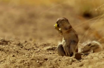 VIDEO: One Squirrel’s “Oh Fuc*” Moment When He Realises He Has Company
