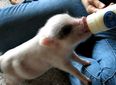 Hamlet: the Most Excitable and Cutest Mini Pig Ever