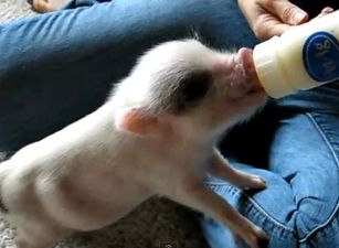 Hamlet: the Most Excitable and Cutest Mini Pig Ever