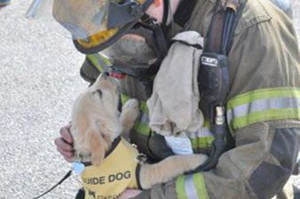“What’s With Your Mask?!” Picture of Puppy Meeting A Fireman Goes Viral
