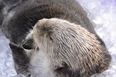 He Shoots, He Scores! Meet Eddie, The Otter Who Can Play Basketball
