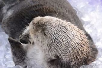 He Shoots, He Scores! Meet Eddie, The Otter Who Can Play Basketball