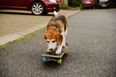 VIDEO: Meet Murphy – The Skateboarding Dublin Dog