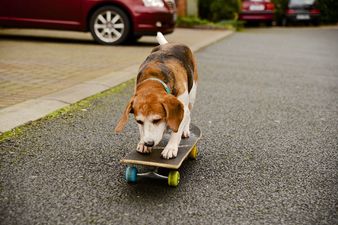 VIDEO: Meet Murphy – The Skateboarding Dublin Dog