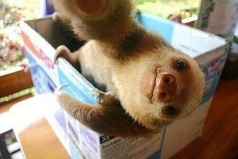 I’m Ready For My Close Up: This Is What Happens When You Let A Baby Sloth Play With A Camera