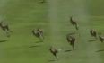 Off For A Leisurely Bounce! Oz Women’s Open Is Stormed By A Group Of Unlikely Fans