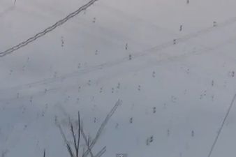 You’ll Never Complain About The Weather Again: It’s Raining Spiders in Brazil
