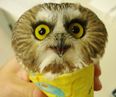 Have You Ever Seen An Owl Wrapped Up Like A Burrito? You Can Now Tick It Off Your Bucket List…