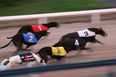 WIN: Tickets to “Bad Hare Day” – a Great Night Out at Harold’s Cross Greyhound Stadium with the Irish Greyhound Board [COMPETITION CLOSED]