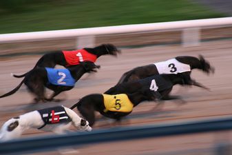 WIN: Tickets to “Bad Hare Day” – a Great Night Out at Harold’s Cross Greyhound Stadium with the Irish Greyhound Board [COMPETITION CLOSED]
