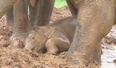 VIDEO: As Happy As A Pig In Muck: Baby Elephant Navann Is Way Too Excited About Playing In The Mud