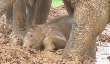 VIDEO: As Happy As A Pig In Muck: Baby Elephant Navann Is Way Too Excited About Playing In The Mud