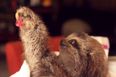“I Got You A Present!” The Cutest Viral Video That You’ll Ever See