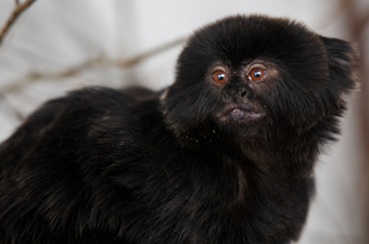 Monkey Business: Meet The Newest Arrival To Dublin Zoo…