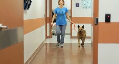 Dog Reunited With Family After Seven Months