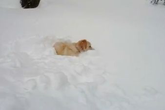 Dog Vs Snow. Snow Wins: Scooter Seriously Underestimates The Amount of Snow In His Garden