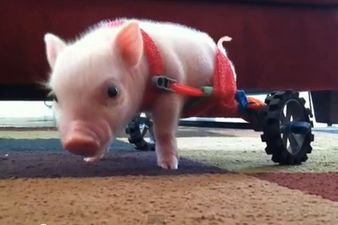 Meet Chris P. Bacon, The Little Piggy That’s Taking The Internet By Storm