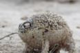 The Cutest Noise You’ll Hear All Day: Freaky Frog Has A Way With Words