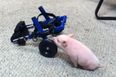 He’s Back & This Time He Has A Swish New Set Of Wheels! Do You Remember Chris P. Bacon?