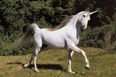 The Best Offer Ever? GroupOn Malaysia Offers 58% Off Unicorn-Back Riding