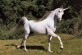 The Best Offer Ever? GroupOn Malaysia Offers 58% Off Unicorn-Back Riding