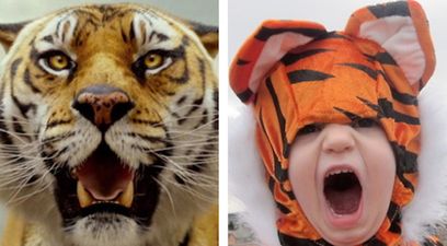 Don’t Call Me Oscar: Baby Reenacts This Year’s Top Films