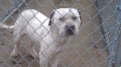 Elton Has Been Adopted! ‘Gay’ Dog Saved From Death Row After Facebook Campaign Goes Viral