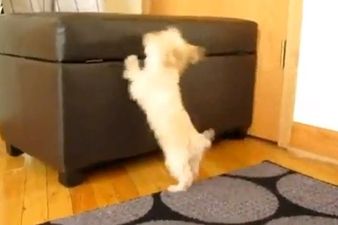 “Hey lady, c’mere!” This Puppy Really Wants Some Attention. Like really.