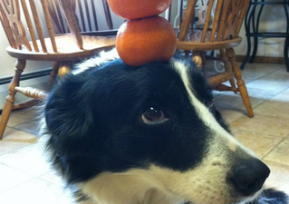 Oranges, Eggs, Baking Bowls, Pringles… Zelda The Dog Can Balance Pretty Much Anything On Her Head