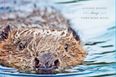 “A Clean Beaver Always Finds More Wood” Have You Seen These ‘Edgy’ New Ads From Playtex?