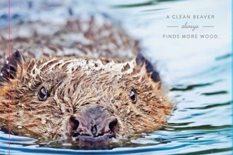 “A Clean Beaver Always Finds More Wood” Have You Seen These ‘Edgy’ New Ads From Playtex?