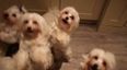 Puppies Go Crazy: The Best Harlem Shake Video Ever