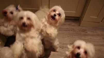 Puppies Go Crazy: The Best Harlem Shake Video Ever