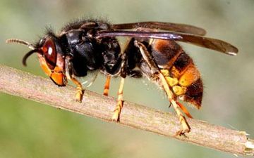 Invasion Alert: If You’re Terrified Of Bees & Wasps, You May Not Like This News…