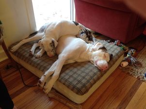 Hound Dog Heroes: The Picture That Shows Animals Can Have BFFs Too