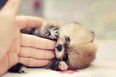 Pomskies, Labradoodles & Pookimos: Mongrels Finally Get The Nod So Check Out The Cutest In Show