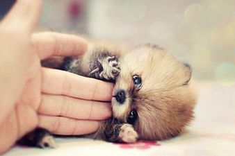 Pomskies, Labradoodles & Pookimos: Mongrels Finally Get The Nod So Check Out The Cutest In Show