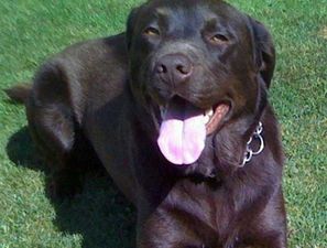 Singer Tweets Fans Thanking Them For Helping Her Find Her Dog, But It’s Bad News