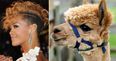 It’s Uncanny! Celebrities And The Random Animals They Look Exactly Like