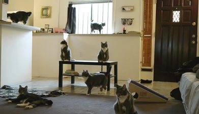 We’re Keeping The Feline Folk Happy… Cats Do The Harlem Shake