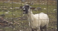 Things That Make The Internet Awesome: Goats Singing Bon Jovi