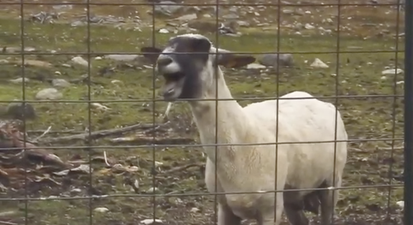 Things That Make The Internet Awesome: Goats Singing Bon Jovi