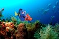 “Just Keep Swimming” – Ten Life Lessons We Learned From Finding Nemo
