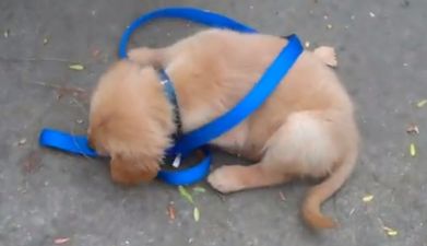 Video: Sometimes If You Want The Job Done, You Just Have To Do It Yourself!