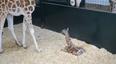 VIDEO: Watch A Baby Giraffe Get On Its Feet For The Very First Time